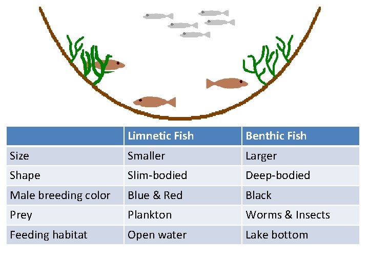 Limnetic Fish Benthic Fish Size Smaller Larger Shape Slim-bodied Deep-bodied Male breeding color Blue