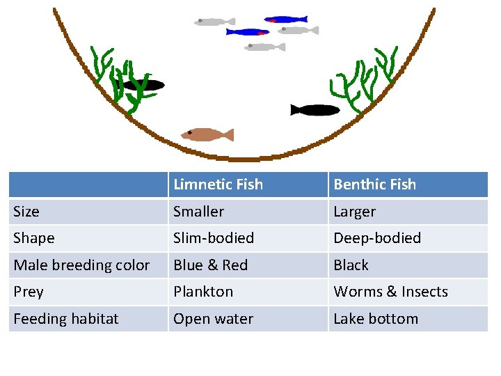 Limnetic Fish Benthic Fish Size Smaller Larger Shape Slim-bodied Deep-bodied Male breeding color Blue