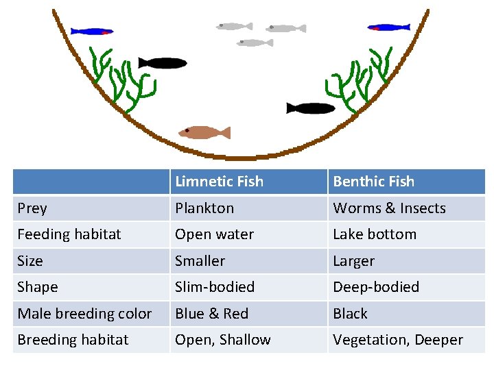 Limnetic Fish Benthic Fish Prey Plankton Worms & Insects Feeding habitat Open water Lake