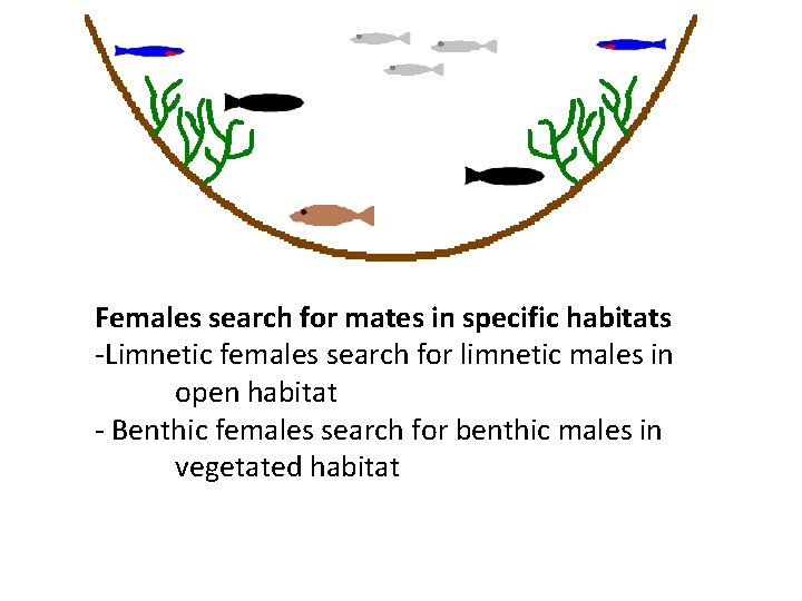 Females search for mates in specific habitats -Limnetic females search for limnetic males in