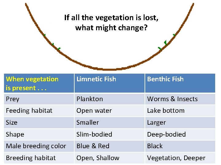 If all the vegetation is lost, what might change? When vegetation is present. .