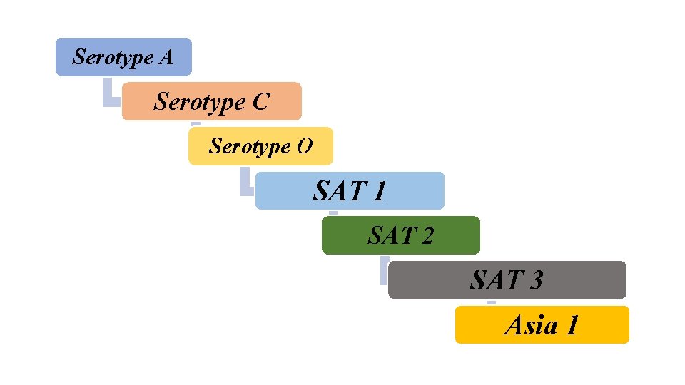 Serotype A Serotype C Serotype O SAT 1 SAT 2 SAT 3 Asia 1 Serotype A Serotype C Serotype O SAT 1 SAT 2 SAT 3 Asia 1