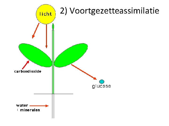 2) Voortgezetteassimilatie 