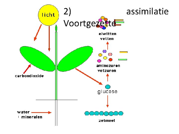 2) Voortgezette assimilatie 