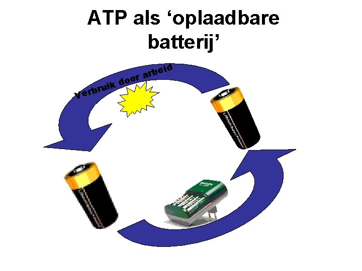 ATP als ‘oplaadbare batterij’ be r a or o d ruik b r Ve