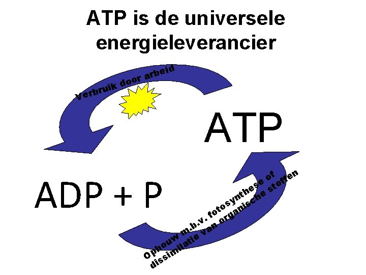 ATP is de universele energieleverancier be r a or o d ruik b r