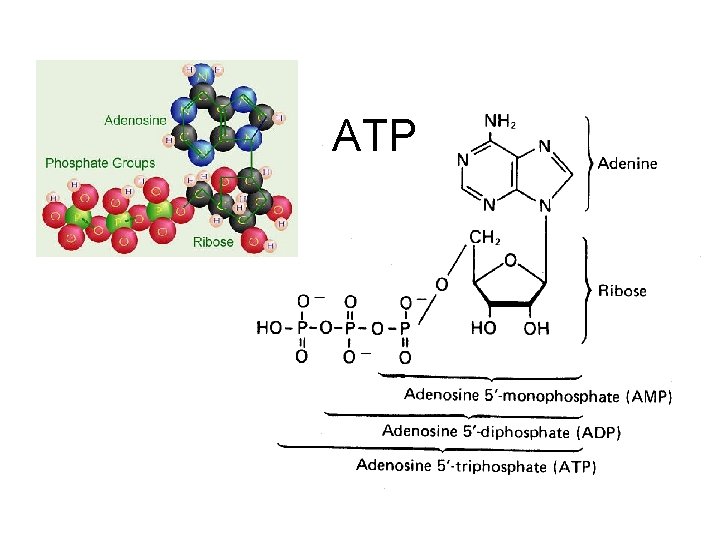 ATP 