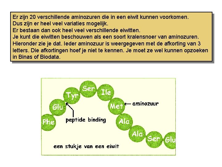 Er zijn 20 verschillende aminozuren die in een eiwit kunnen voorkomen. Dus zijn er