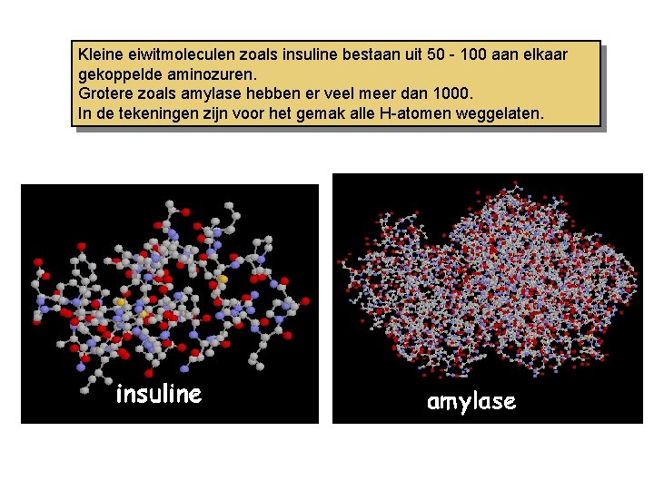 Kleine eiwitmoleculen zoals insuline bestaan uit 50 - 100 aan elkaar gekoppelde aminozuren. Grotere