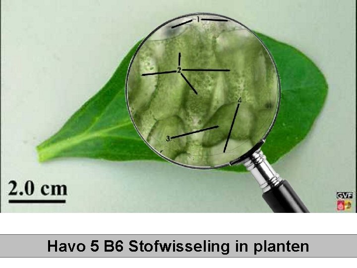 Havo 5 B 6 Stofwisseling in planten 