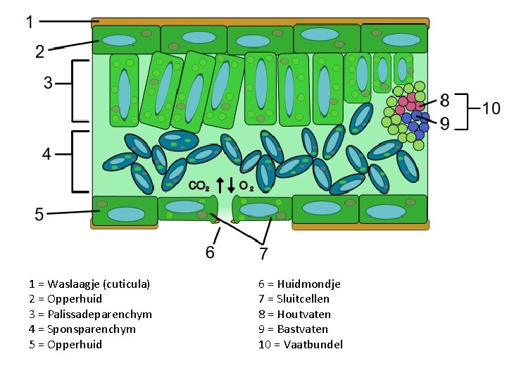 1 = Waslaagje (cuticula) 2 = Opperhuid 3 = Palissadeparenchym 4 = Sponsparenchym 5