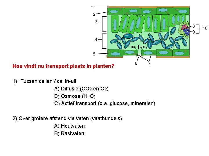 Hoe vindt nu transport plaats in planten? 1) Tussen cellen / cel in-uit A)