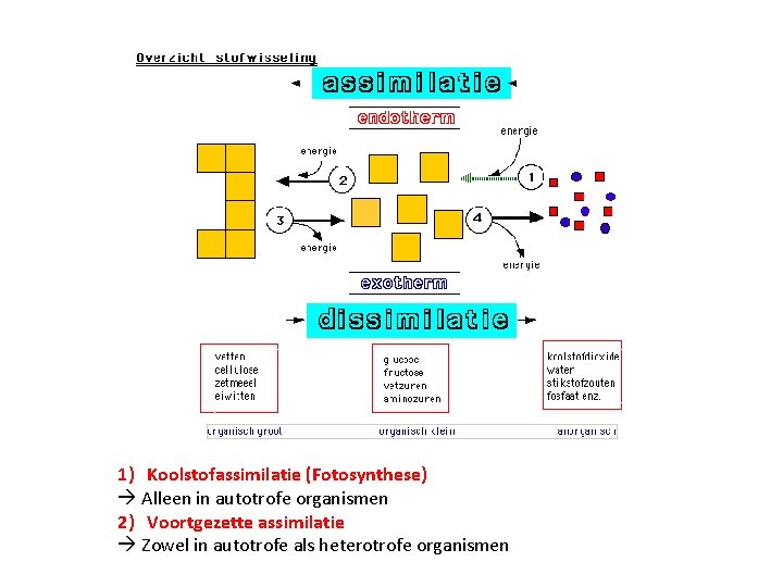 1) Koolstofassimilatie (Fotosynthese) Alleen in autotrofe organismen 2) Voortgezette assimilatie Zowel in autotrofe als