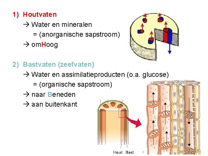 1) Houtvaten Water en mineralen = (anorganische sapstroom) om. Hoog 2) Bastvaten (zeefvaten) Water