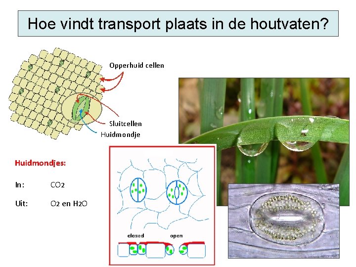 Hoe vindt transport plaats in de houtvaten? Opperhuid cellen Sluitcellen Huidmondjes: In: CO 2