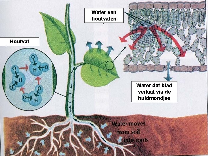 Water van houtvaten Houtvat Water dat blad verlaat via de huidmondjes 