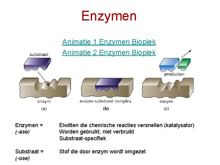 Enzymen Animatie 1 Enzymen Bioplek Animatie 2 Enzymen Bioplek Enzymen = (-ase) Eiwitten die