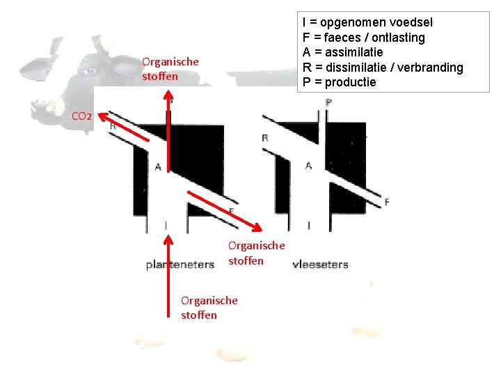 I = opgenomen voedsel F = faeces / ontlasting A = assimilatie R =