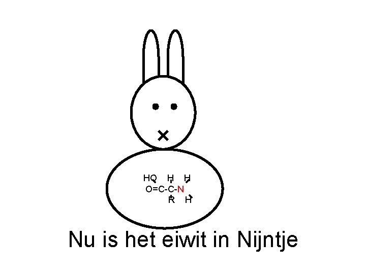 HO H H O=C-C-N R H Nu is het eiwit in Nijntje 