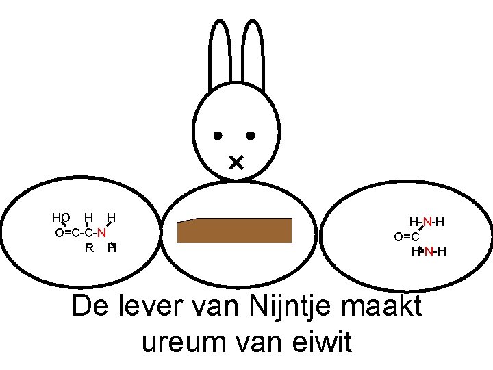 HO H H O=C-C-N R H H-N-H O=C H-N-H De lever van Nijntje maakt