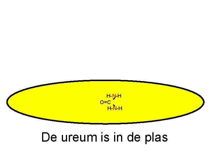 H-N-H O=C H-N-H De ureum is in de plas 