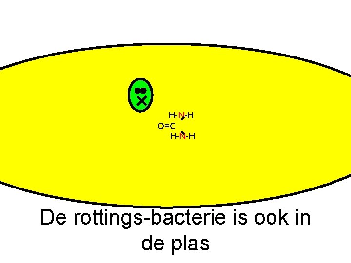 H-N-H O=C H-N-H De rottings-bacterie is ook in de plas 