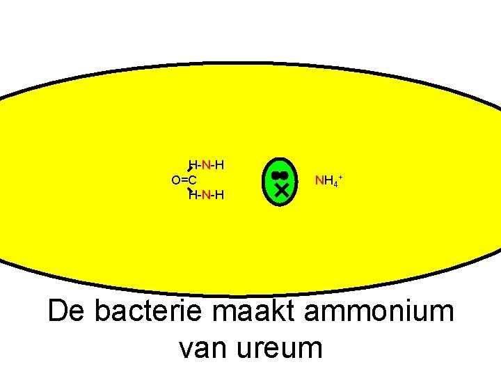 H-N-H O=C H-N-H NH 4+ De bacterie maakt ammonium van ureum 