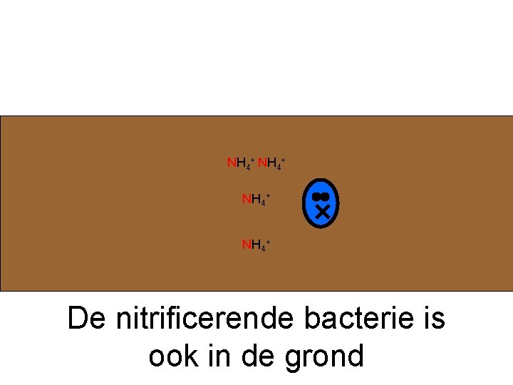 NH 4+ De nitrificerende bacterie is ook in de grond 