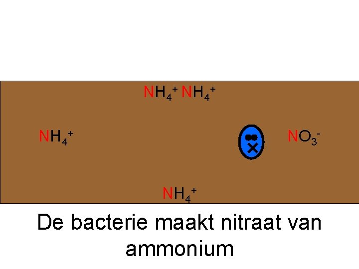 NH 4+ NO 3 NH 4+ De bacterie maakt nitraat van ammonium 