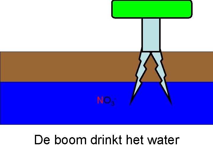 NO 3 - De boom drinkt het water 