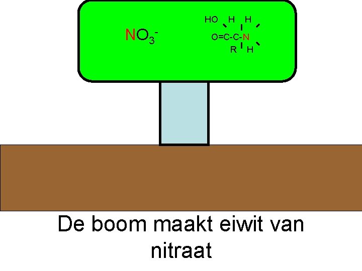 HO NO 3 - H H O=C-C-N R H De boom maakt eiwit van