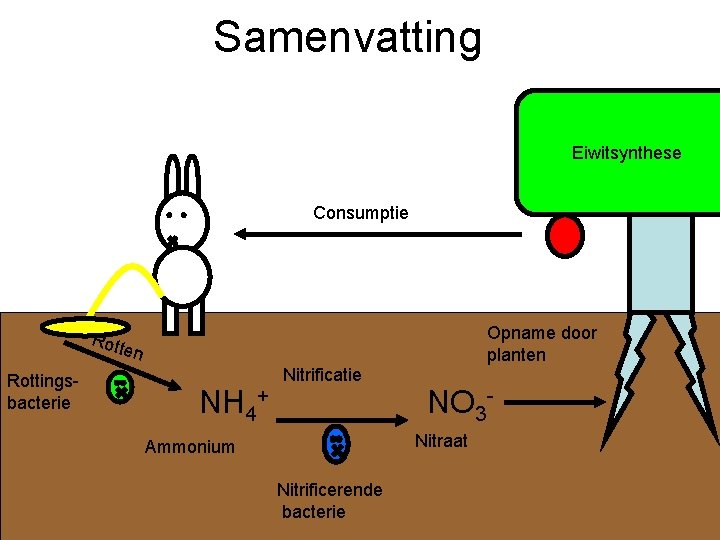 Samenvatting Eiwitsynthese Consumptie Opname door planten Rottingsbacterie NH 4+ Nitrificatie NO 3 Nitraat Ammonium