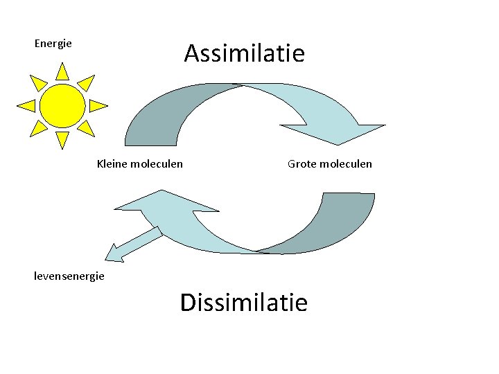 Assimilatie Energie Kleine moleculen Grote moleculen levensenergie Dissimilatie 