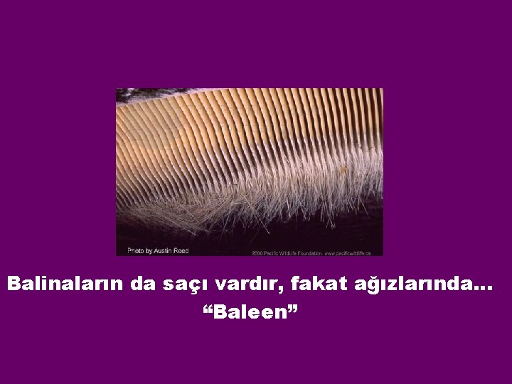 Balinaların da saçı vardır, fakat ağızlarında… “Baleen” 