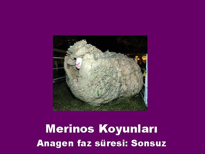 Merinos Koyunları Anagen faz süresi: Sonsuz 