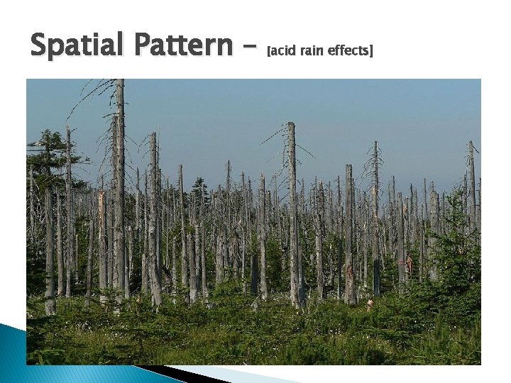 Spatial Pattern – [acid rain effects] 