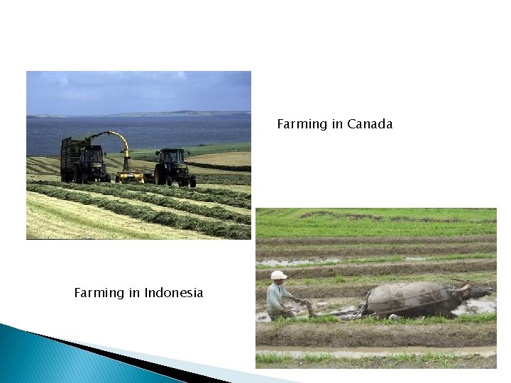Farming in Canada Farming in Indonesia 