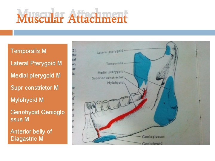 Muscular Attachment Temporalis M Lateral Pterygoid M Medial pterygoid M Supr constrictor M Mylohyoid