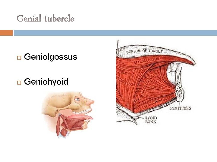  Geniolgossus Geniohyoid 
