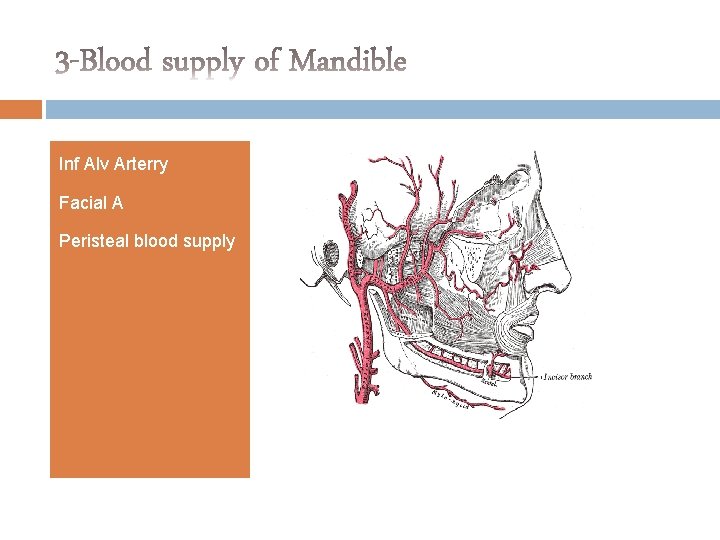 Inf Alv Arterry Facial A Peristeal blood supply 