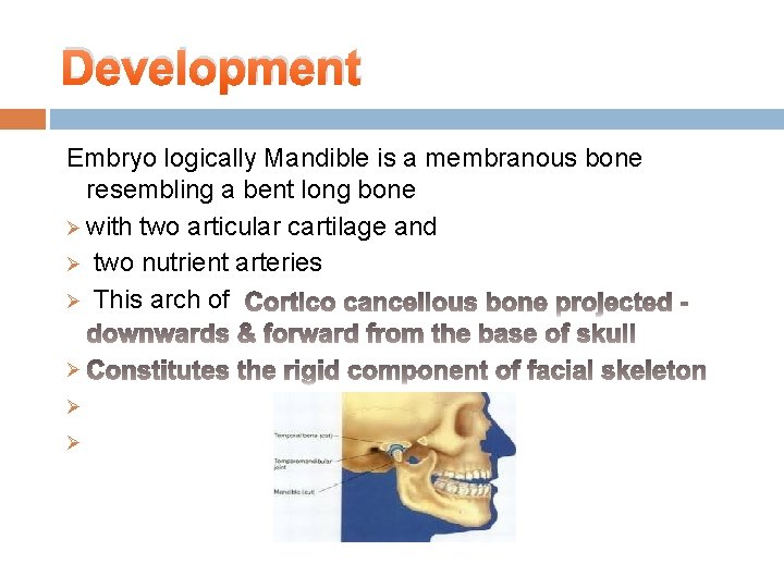 Development Embryo logically Mandible is a membranous bone resembling a bent long bone Ø