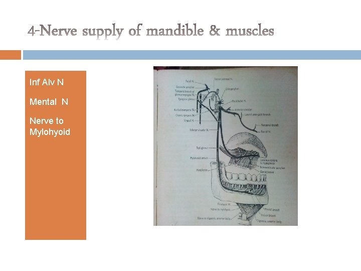Inf Alv N Mental N Nerve to Mylohyoid 