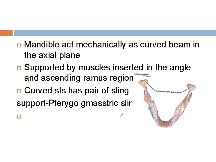 Mandible act mechanically as curved beam in the axial plane Supported by muscles inserted