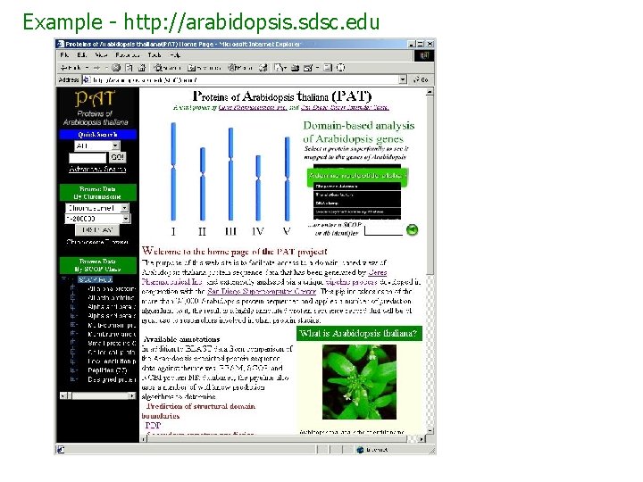 Example - http: //arabidopsis. sdsc. edu 