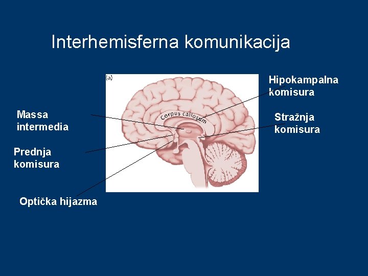 Interhemisferna komunikacija Hipokampalna komisura Massa intermedia Prednja komisura Optička hijazma Stražnja komisura 