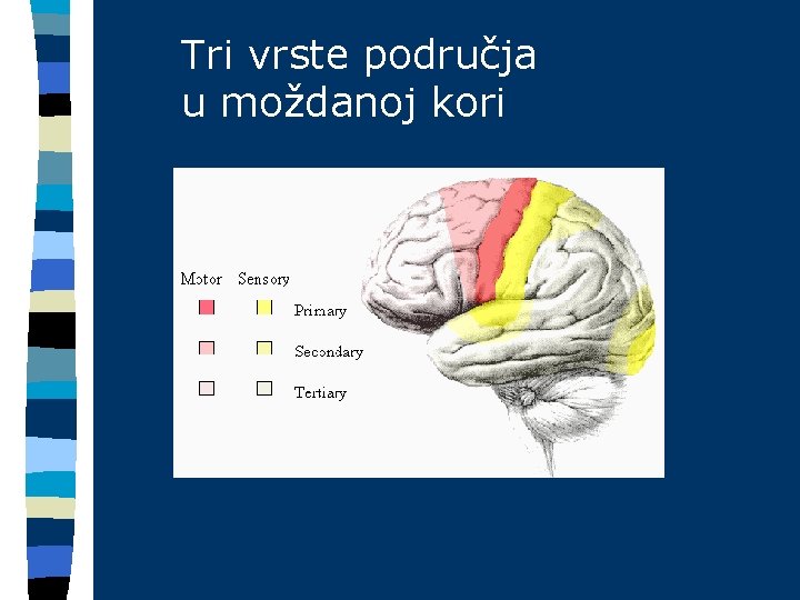 Tri vrste područja u moždanoj kori 