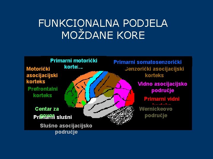 FUNKCIONALNA PODJELA MOŽDANE KORE Primarni motorički korteks Motorički asocijacijski korteks Prefrontalni korteks Centar za