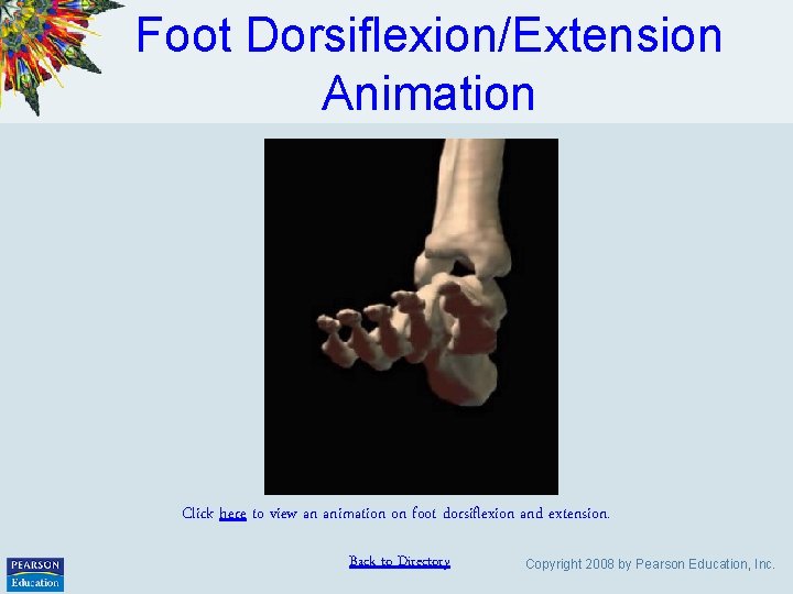 Foot Dorsiflexion/Extension Animation Click here to view an animation on foot dorsiflexion and extension.