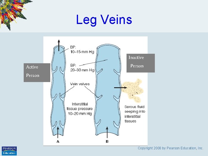 Leg Veins Active Person Inactive Person Copyright 2008 by Pearson Education, Inc. 
