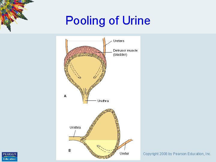 Pooling of Urine Copyright 2008 by Pearson Education, Inc. 